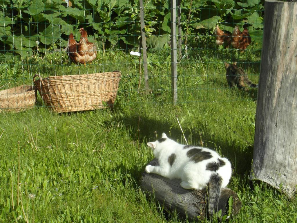 Farm Kosir Villa Kranjska Gora Exterior foto
